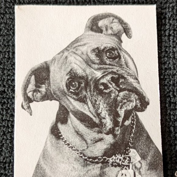 REDUCED Vintage Black and White Framed Photograph of Lucky-the-Boxer - Picture 4 of 8